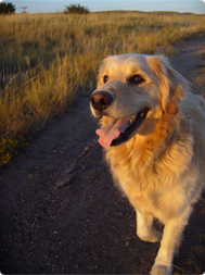 Hund